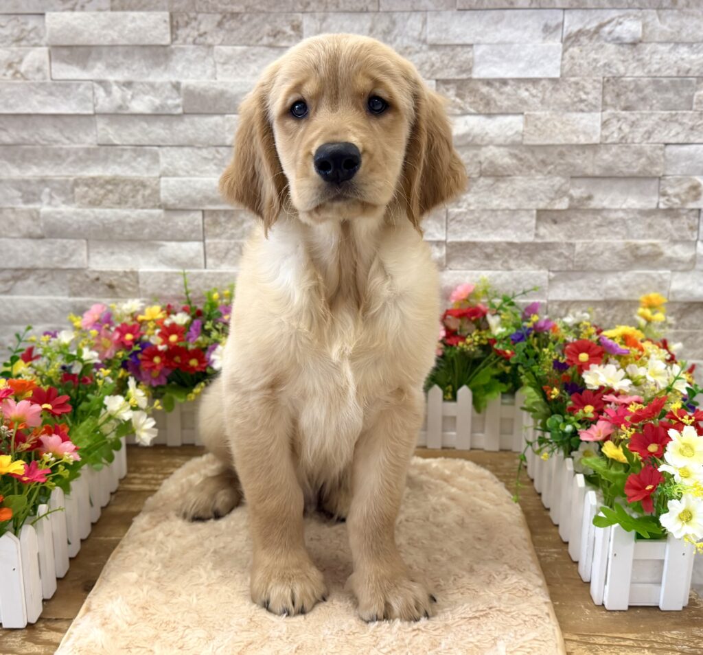 Golden Retriever - 6603 - Image 1