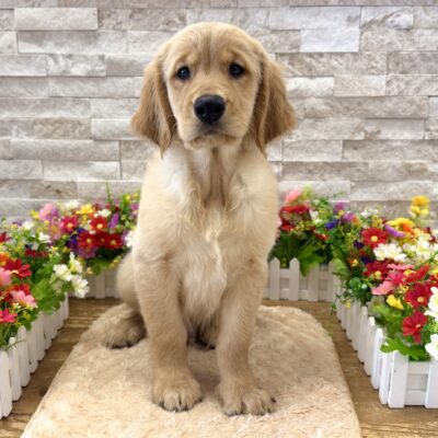 Roscoe Golden Retriever