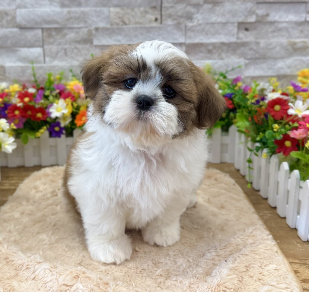 Shih Tzu - 0393 - Image 1