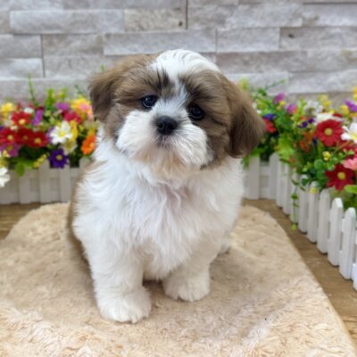 Zelda Shih Tzu