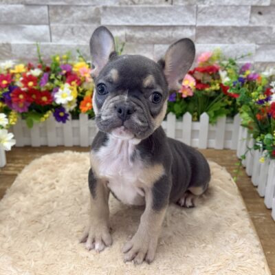 Kiara French Bulldog