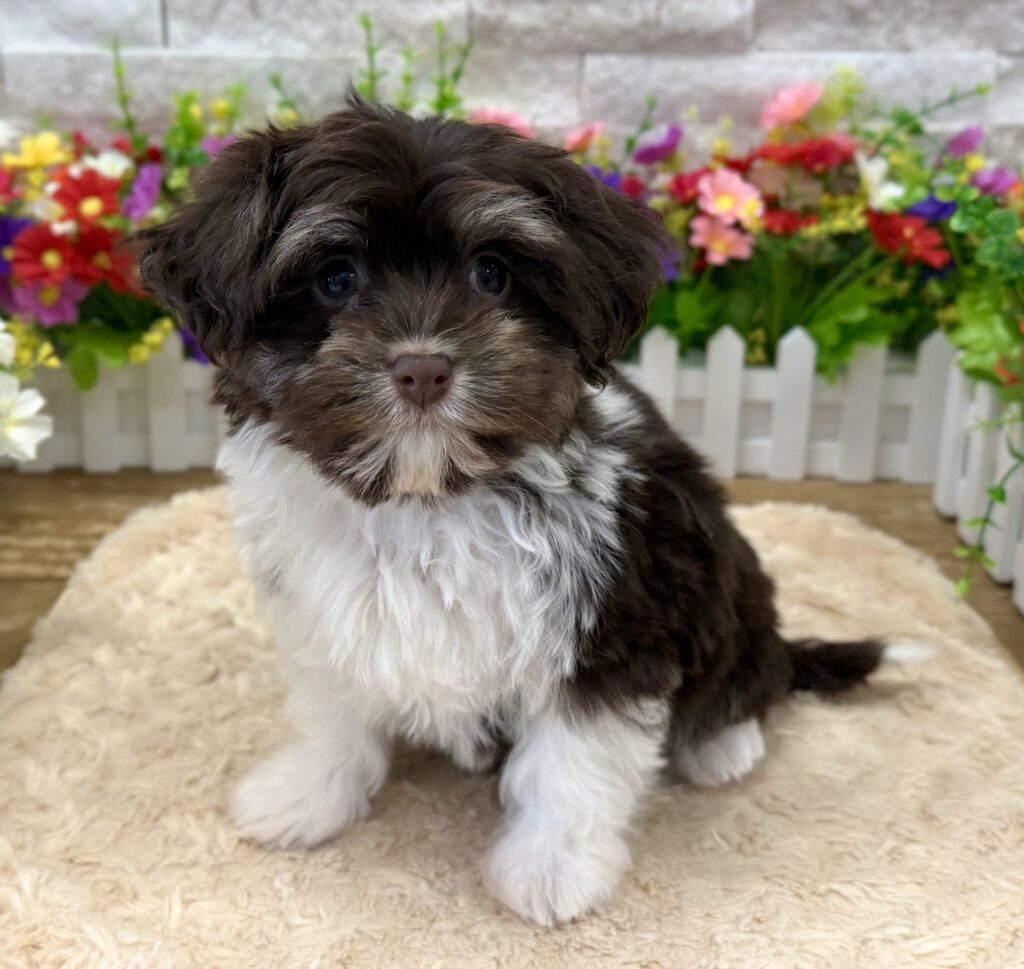 Havanese - 0347 - Image 1