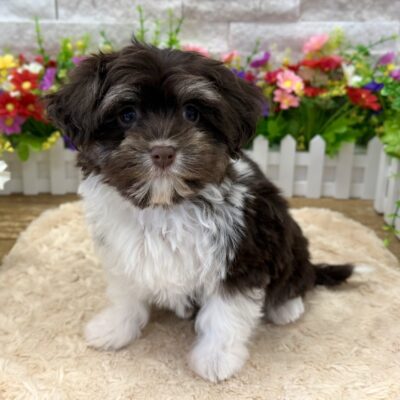 Ruthie Havanese