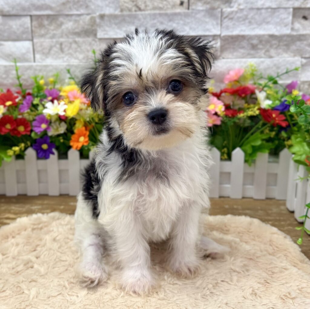 Morkie - 2905 - Image 1