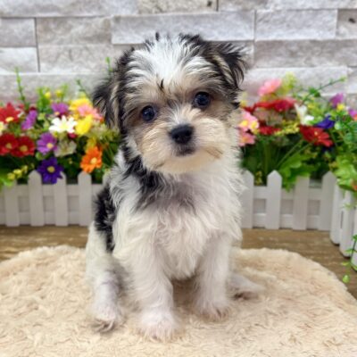 Riley Morkie