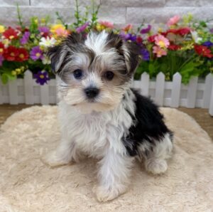 Furrylicious® Morkie puppy available