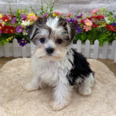 Cricket Morkie