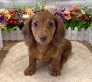 Dachshund – 9032