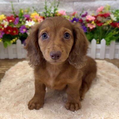 Peaches  Dachshund