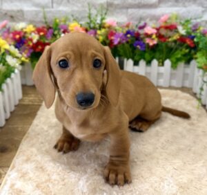 Dachshund – 5485