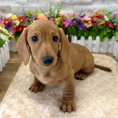 Cashew Dachshund