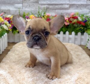 Furrylicious® French Bulldog puppy available