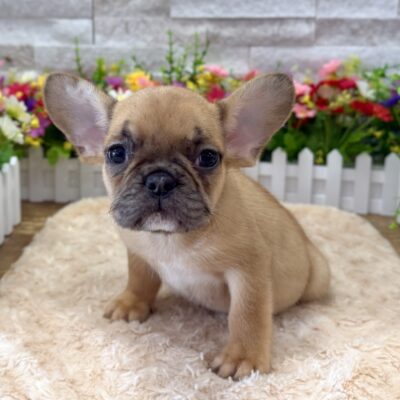 Pickles French Bulldog