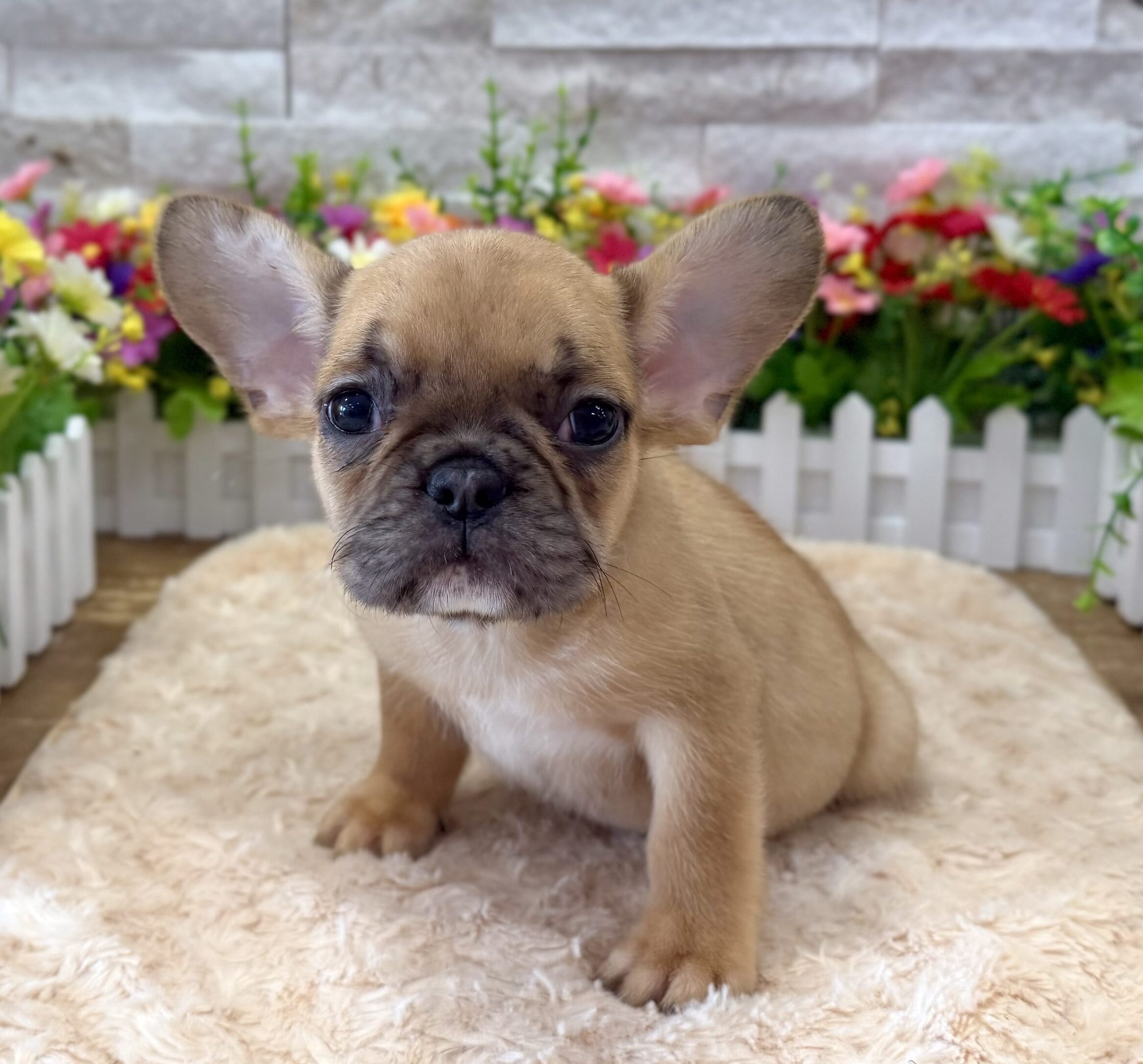 French Bulldog in Somerville, NJ