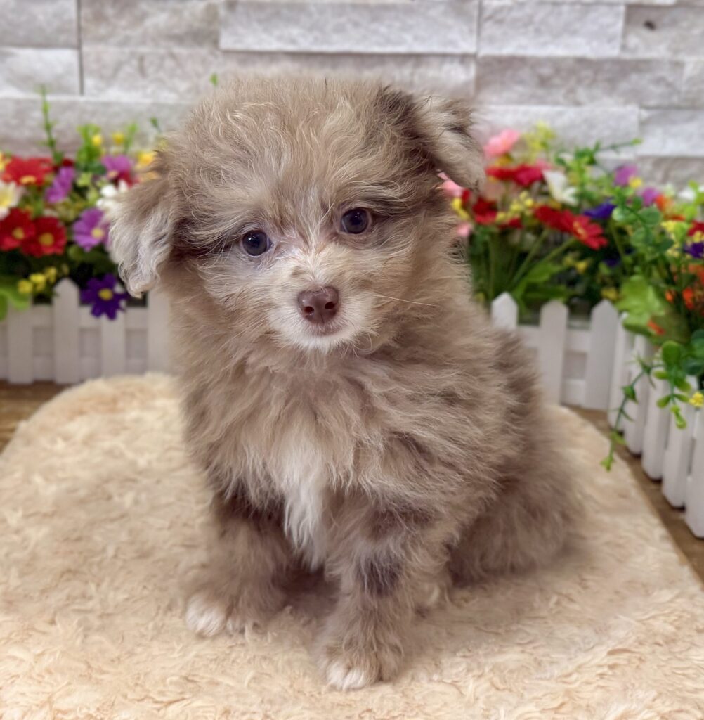 PomAPoo - 1039 - Image 1