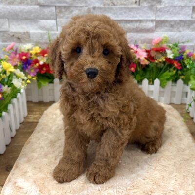 Taco Cavapoo