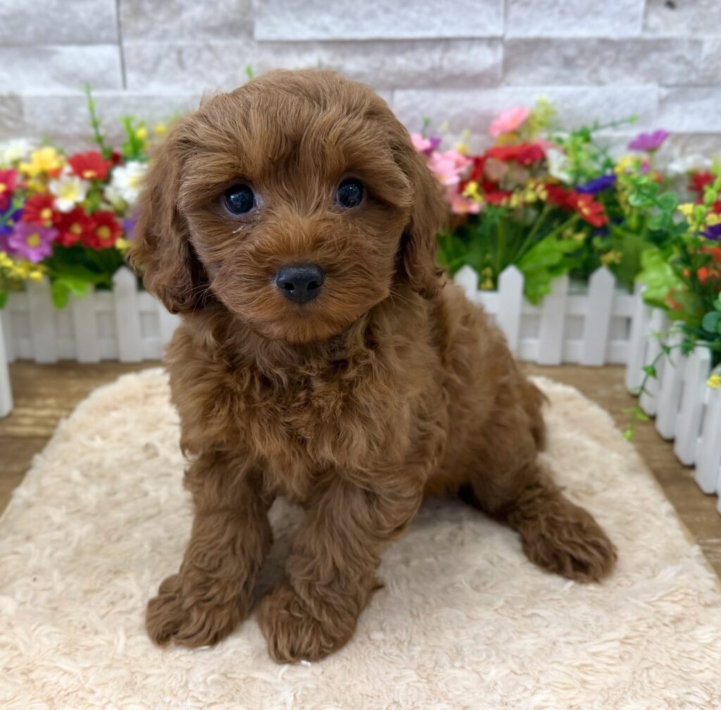 Cavapoo - 9742 - Image 1