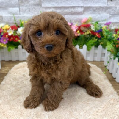 Flip Cavapoo