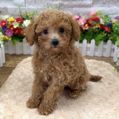 Bruce Bichapoo