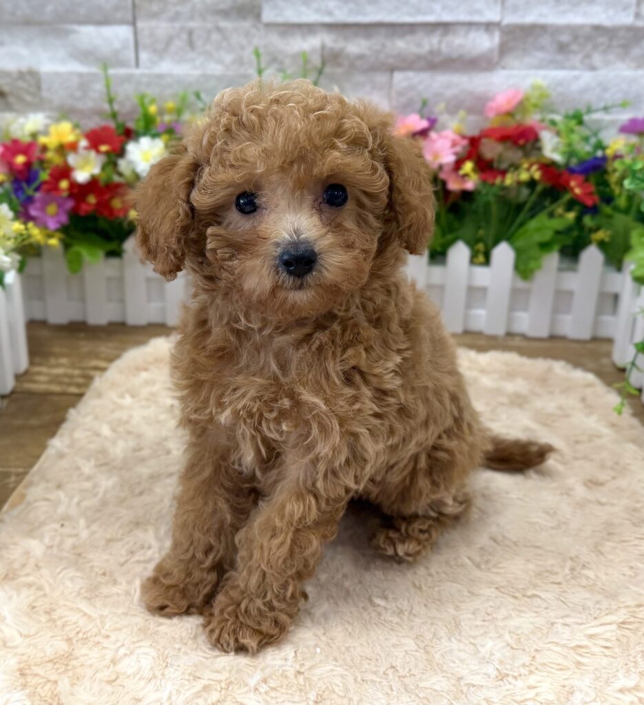 Bichapoo - 9051 - Image 1