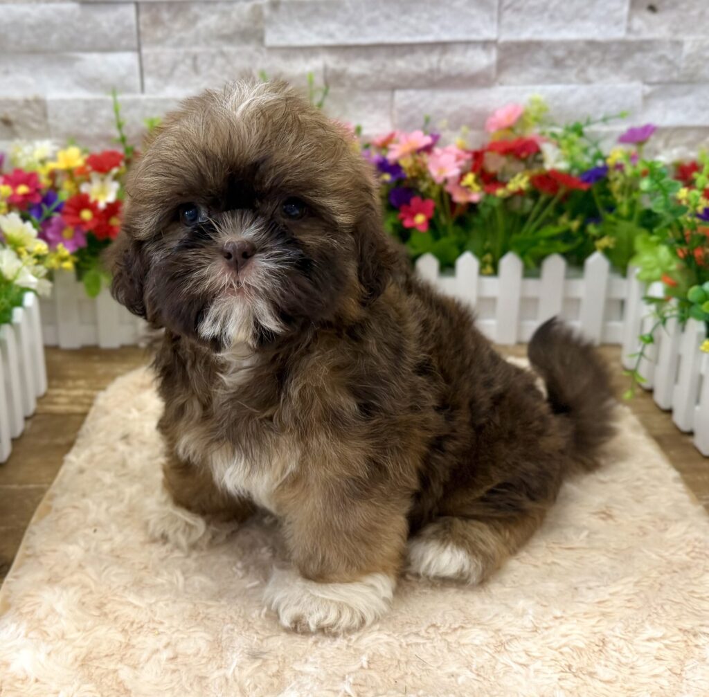 Shih Tzu - 7161 - Image 1