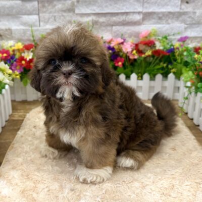Noodles Shih Tzu