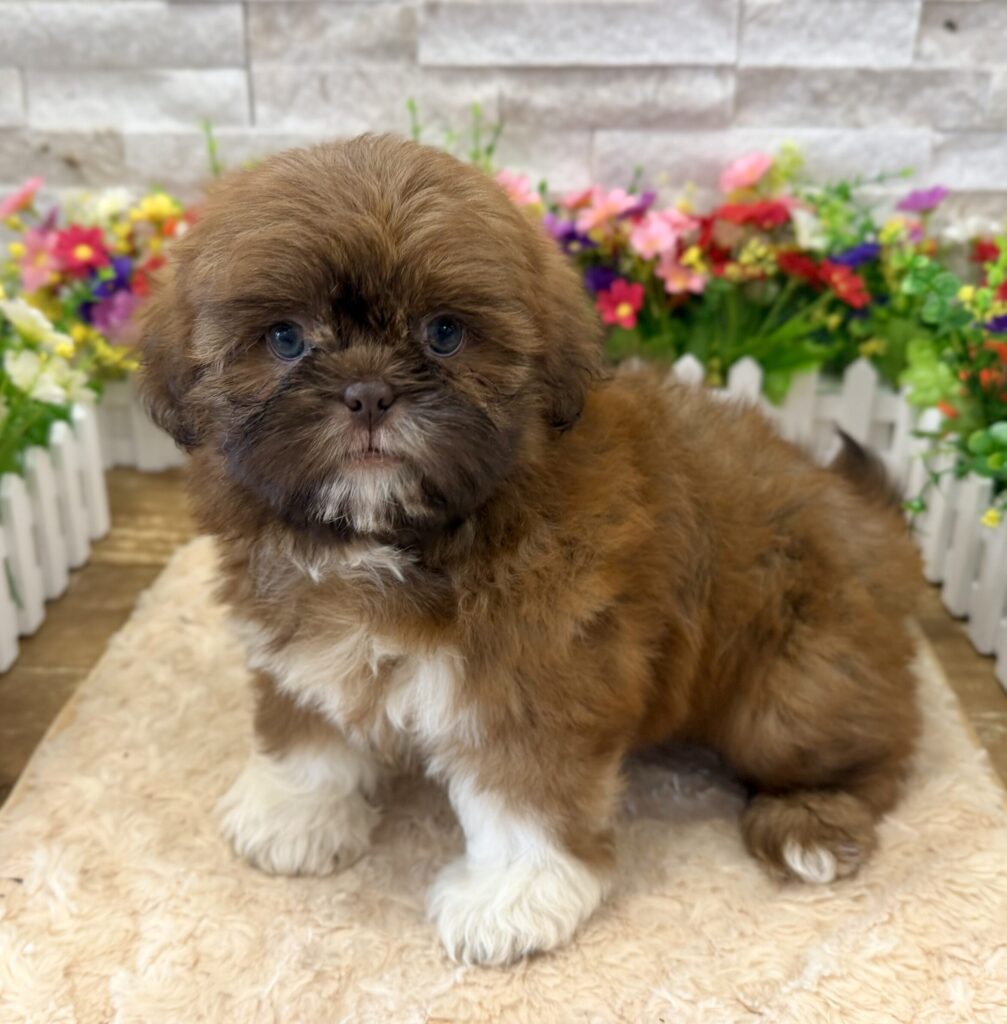 Shih Tzu - 7165 - Image 1