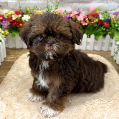 Ravioli Shih Tzu