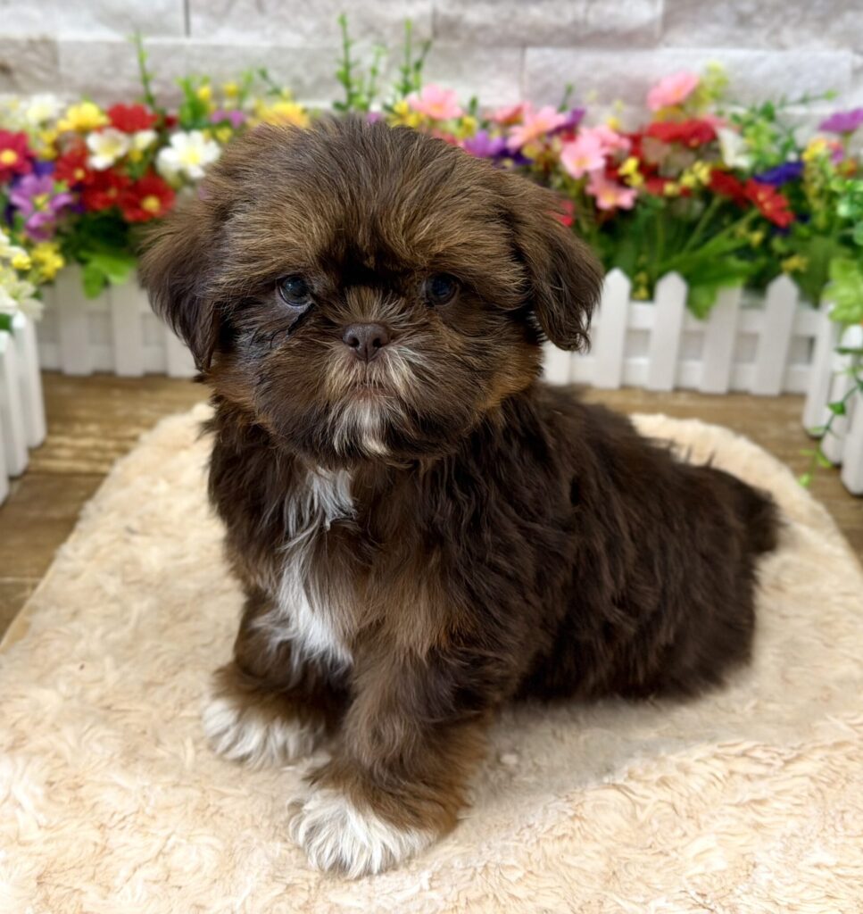 Shih Tzu - 7164 - Image 1