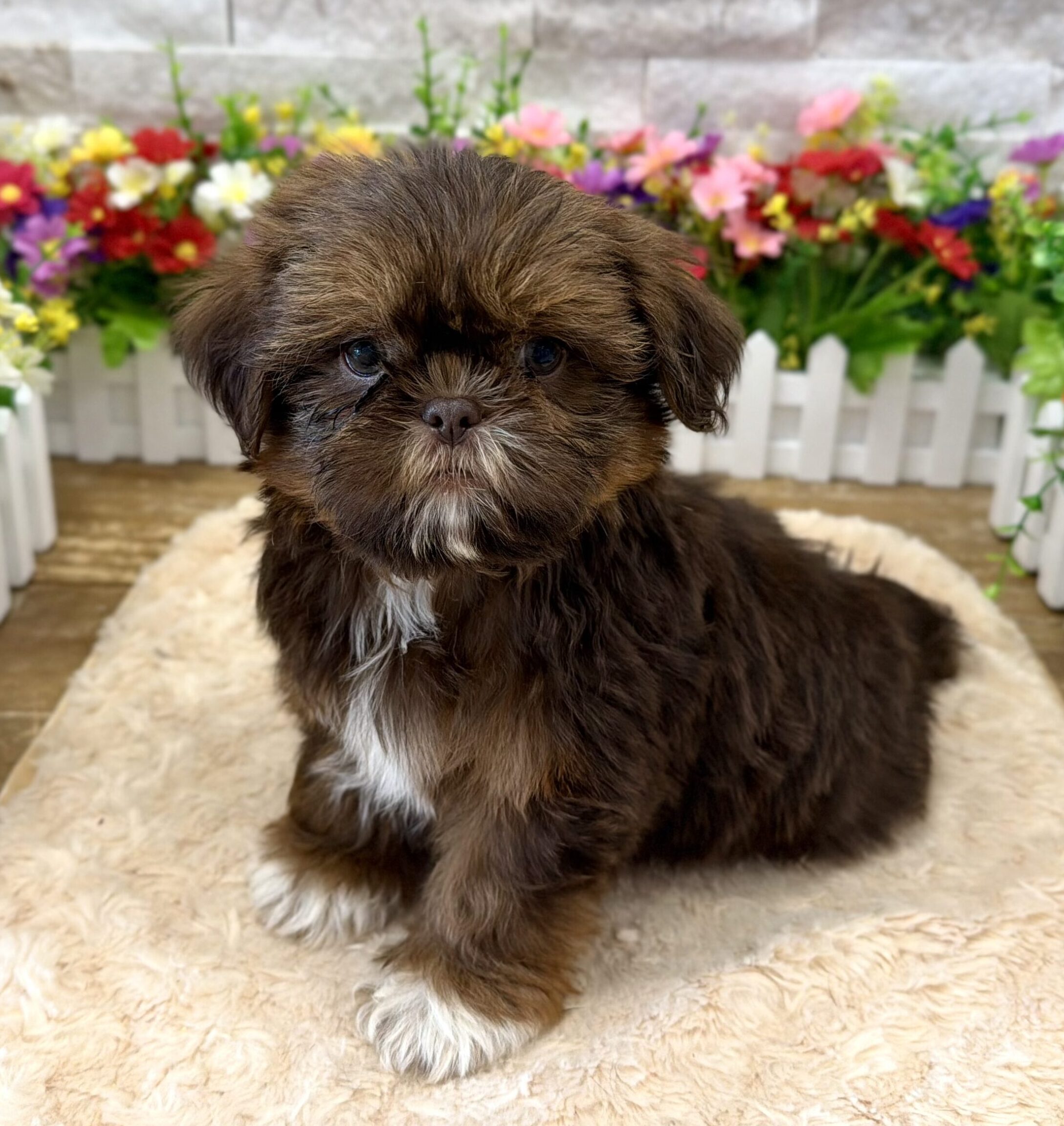 Shih Tzu in Somerville, NJ