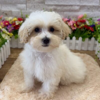 Maui Maltipoo
