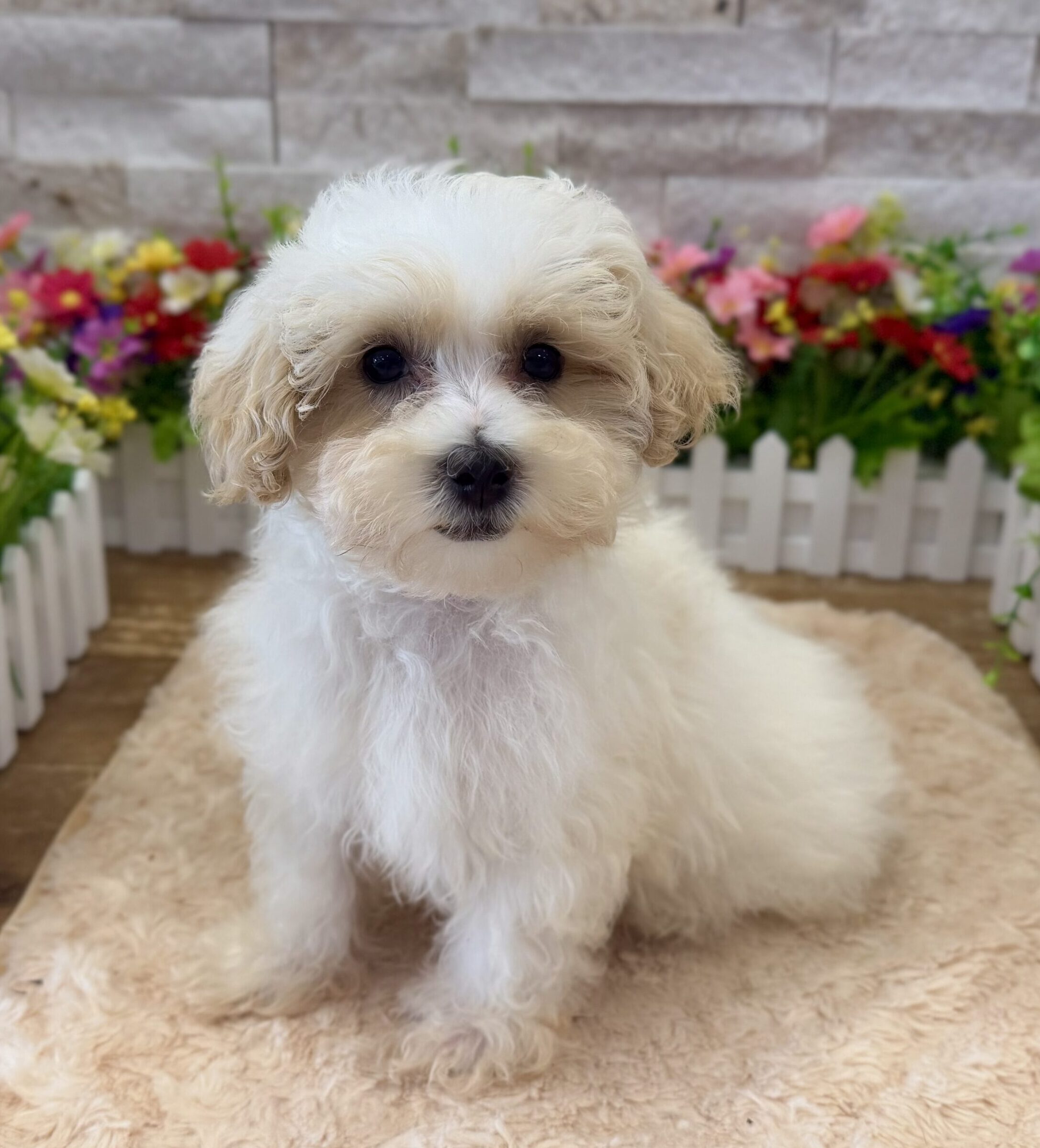 Maltipoo in Flemington, NJ