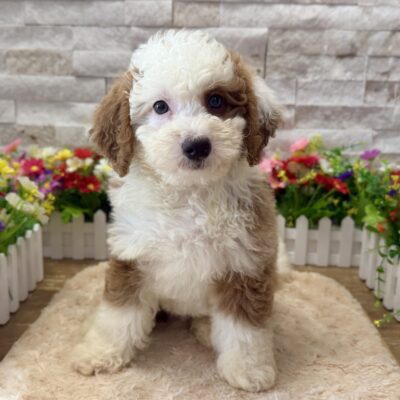 Ross Bernedoodle Mini F1b
