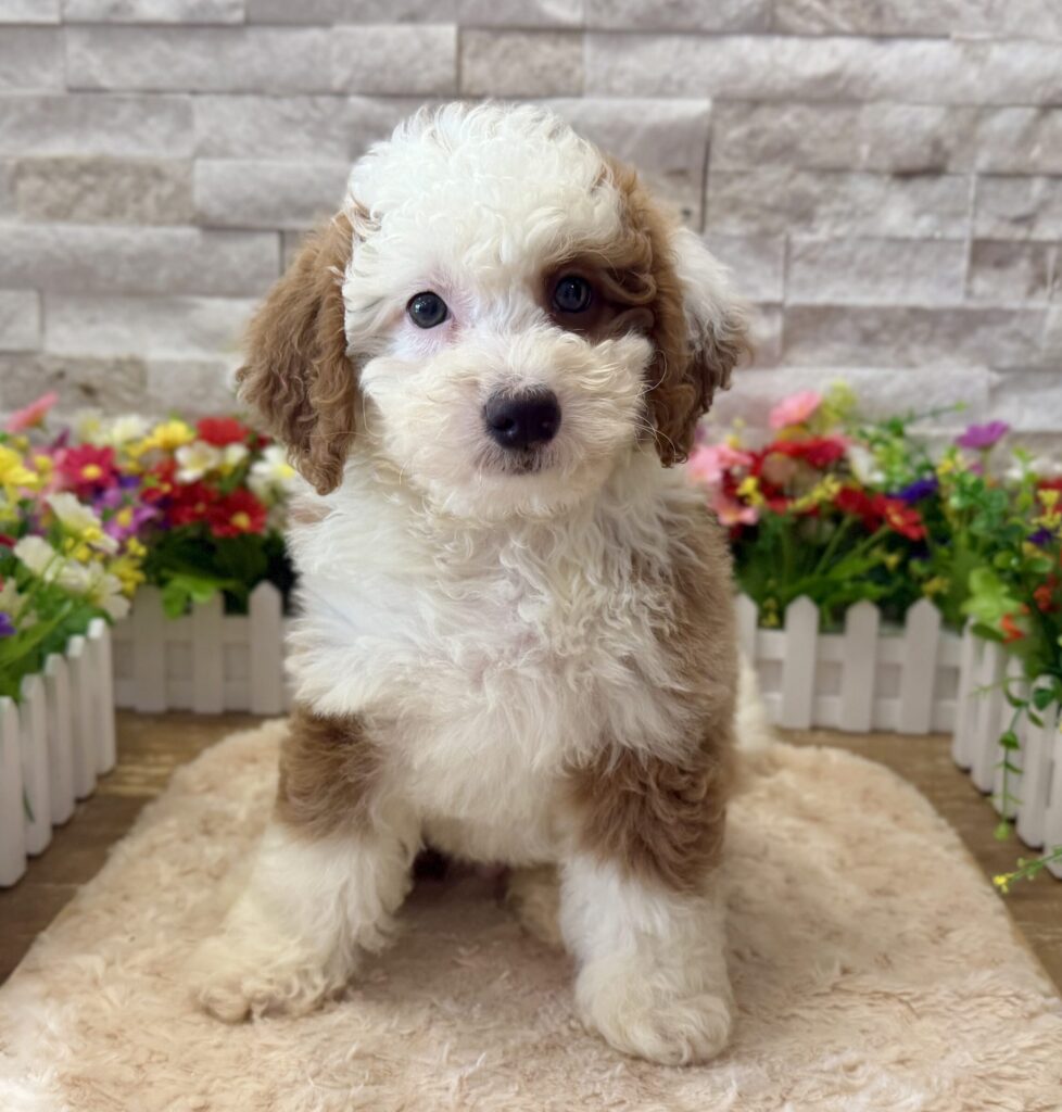 Bernedoodle Mini F1b - 4957 - Image 1