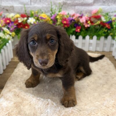 Nacho Dachshund