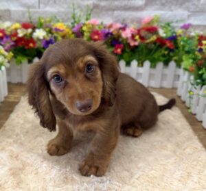 Dachshund – 2576