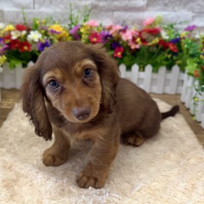 Pretzel Dachshund