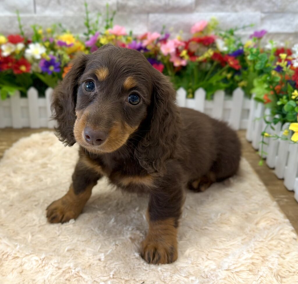 Dachshund - 9033 - Image 1