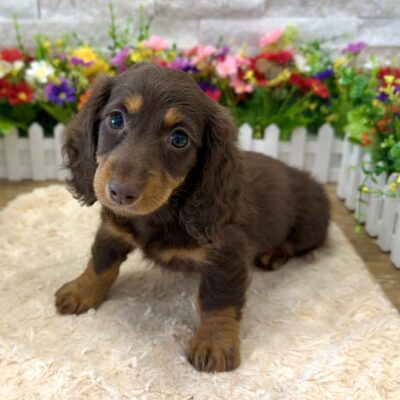 Waffles  Dachshund