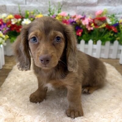 Tater Tot  Dachshund