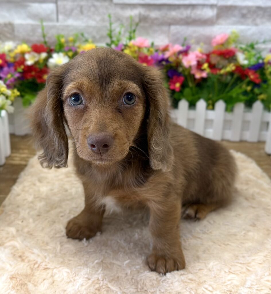 Dachshund - 9029 - Image 1