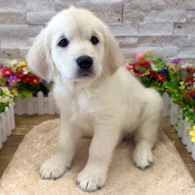 Pearl Golden Retriever