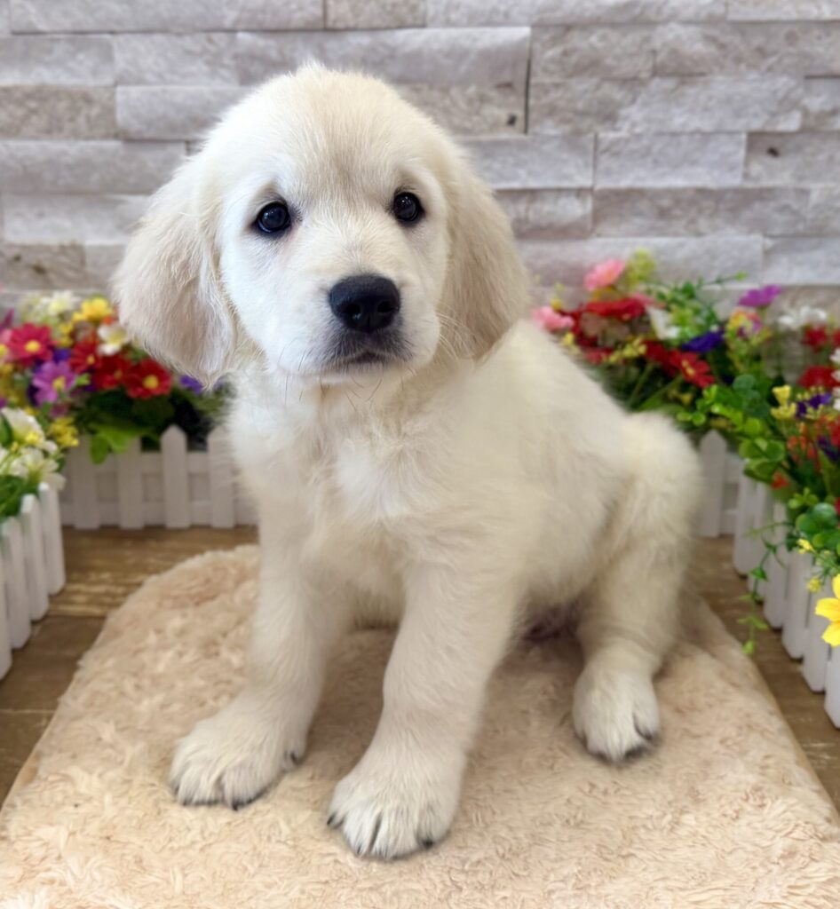 Golden Retriever - 5565 - Image 1