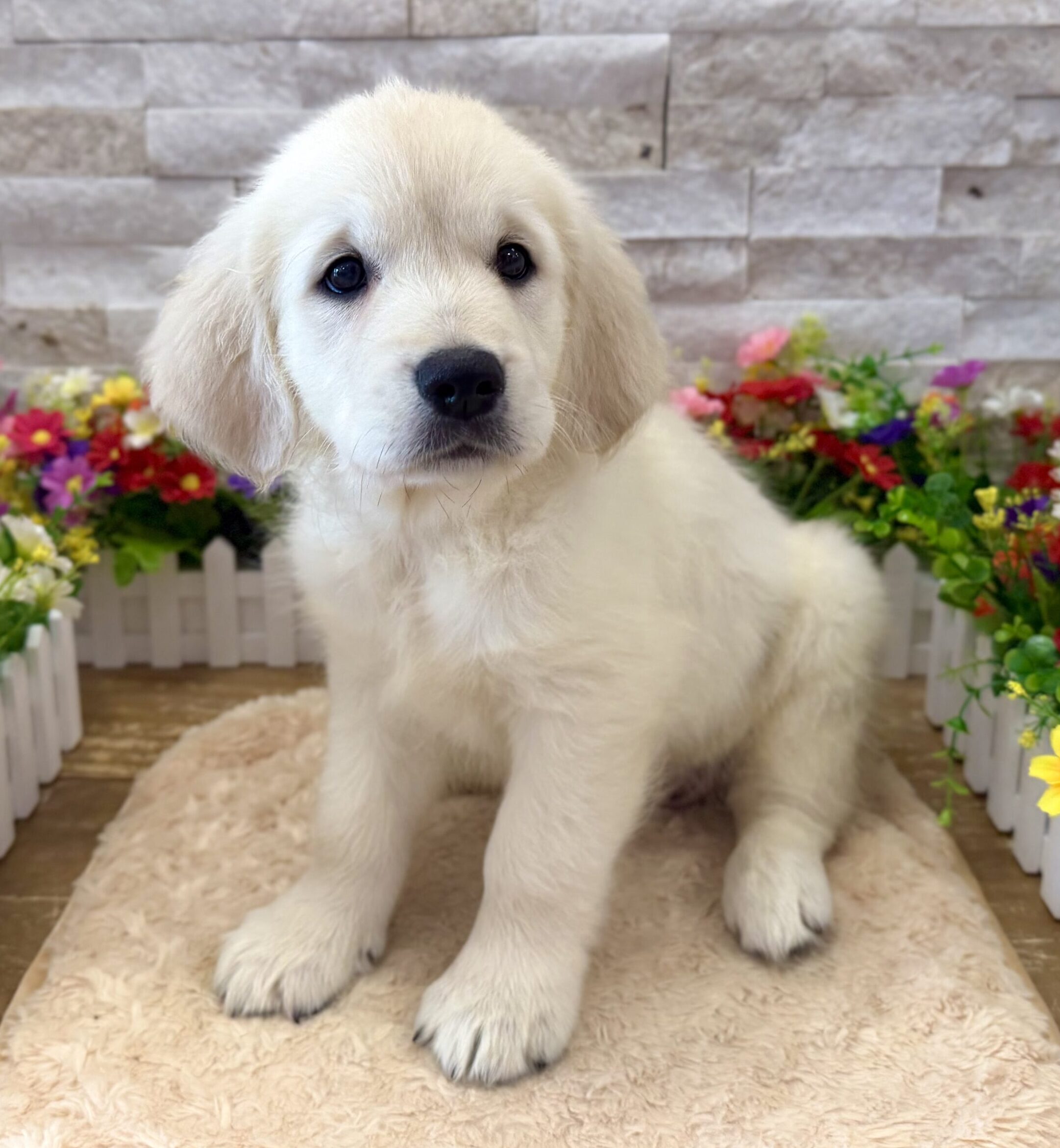 Golden Retriever in Flemington, NJ