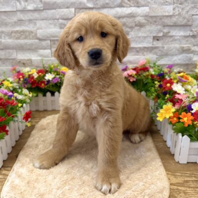 Kona Golden Retriever
