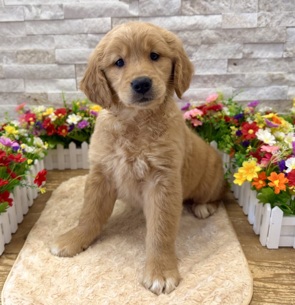 Golden Retriever - 0275 - Image 1