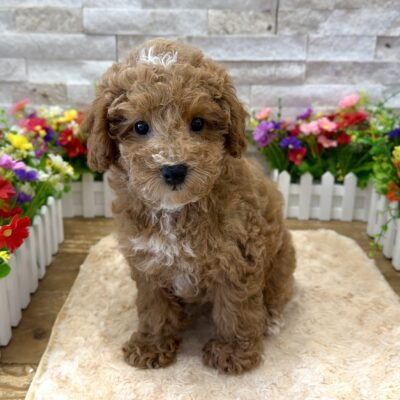Nigel Poodle