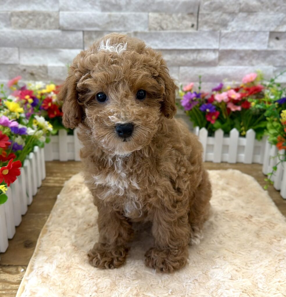 Poodle - 0217 - Image 1
