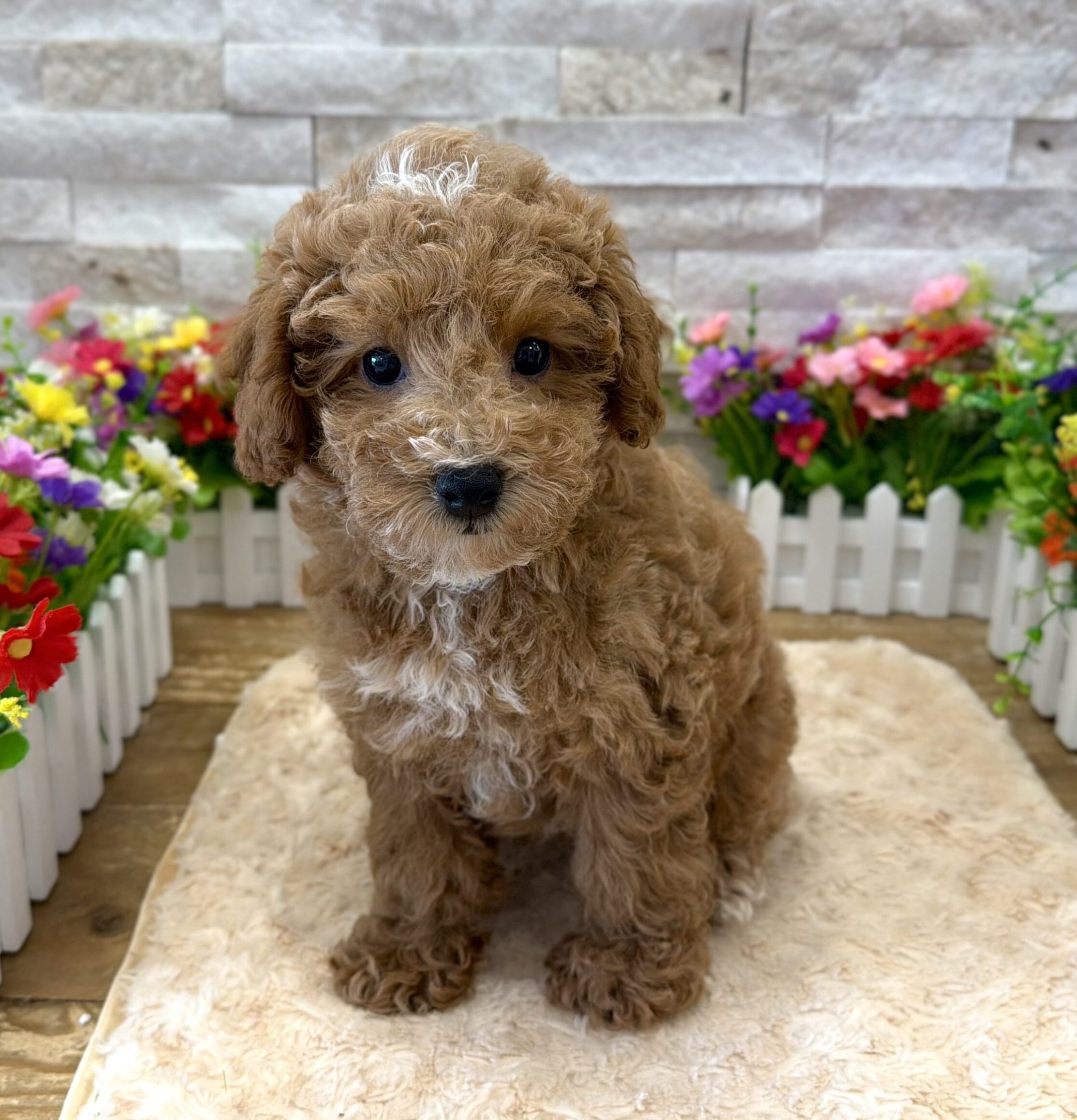 Poodle in Somerville, NJ