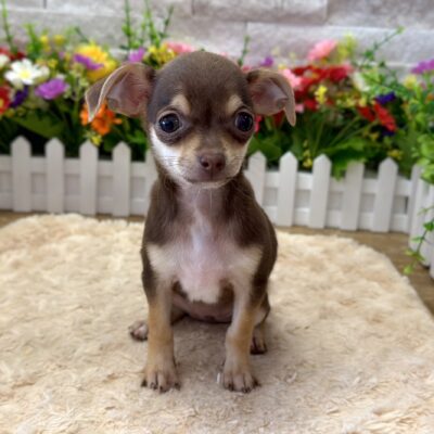 Olive Chihuahua